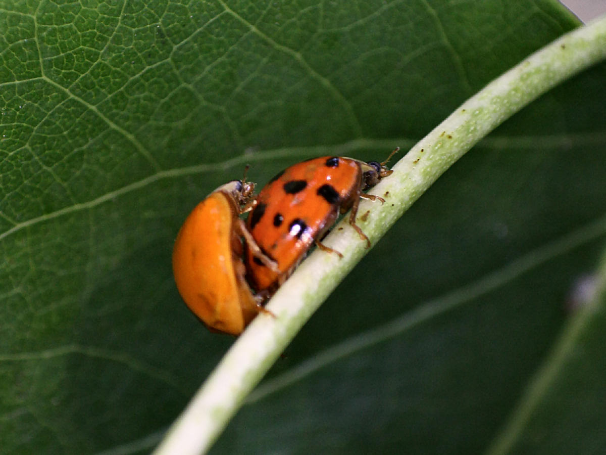 coppia di Harmonia axyridis